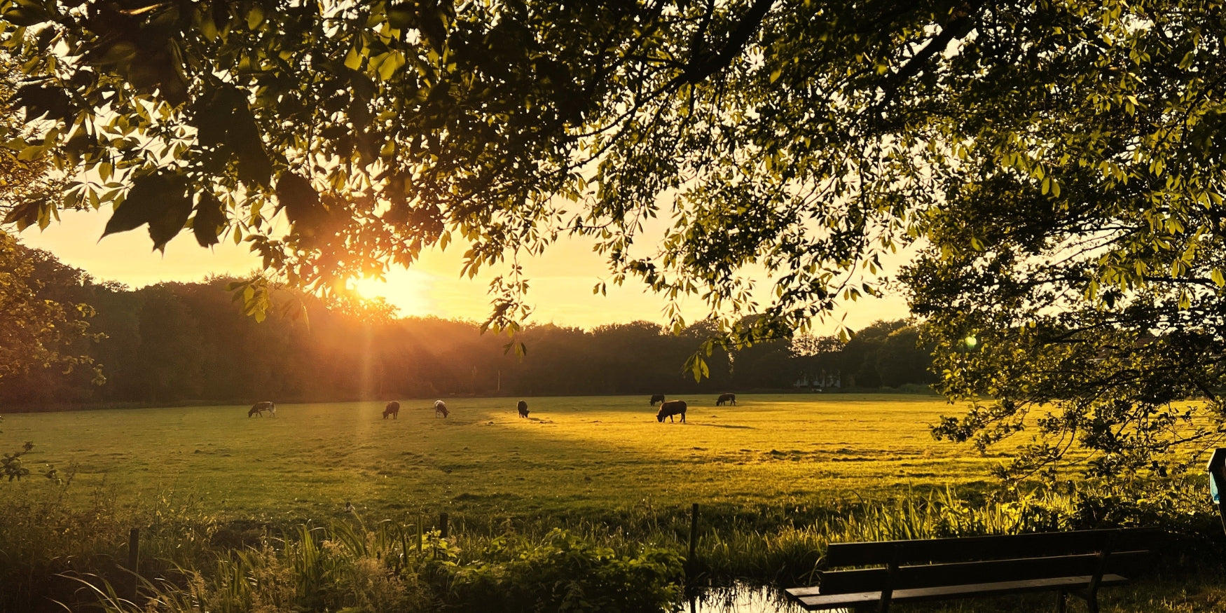 Nieuwe Maan in Kreeft: 14 juli 2026