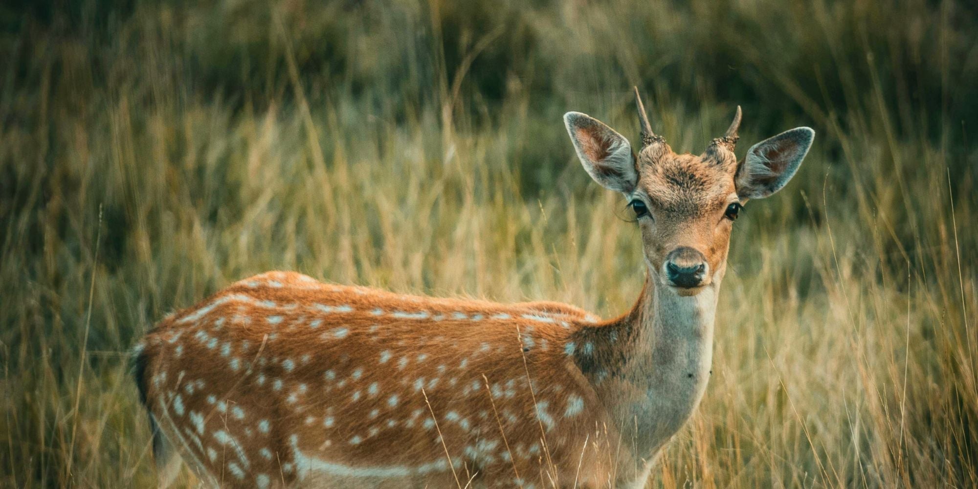 Spirituele betekenis van het krachtdier: het Hert