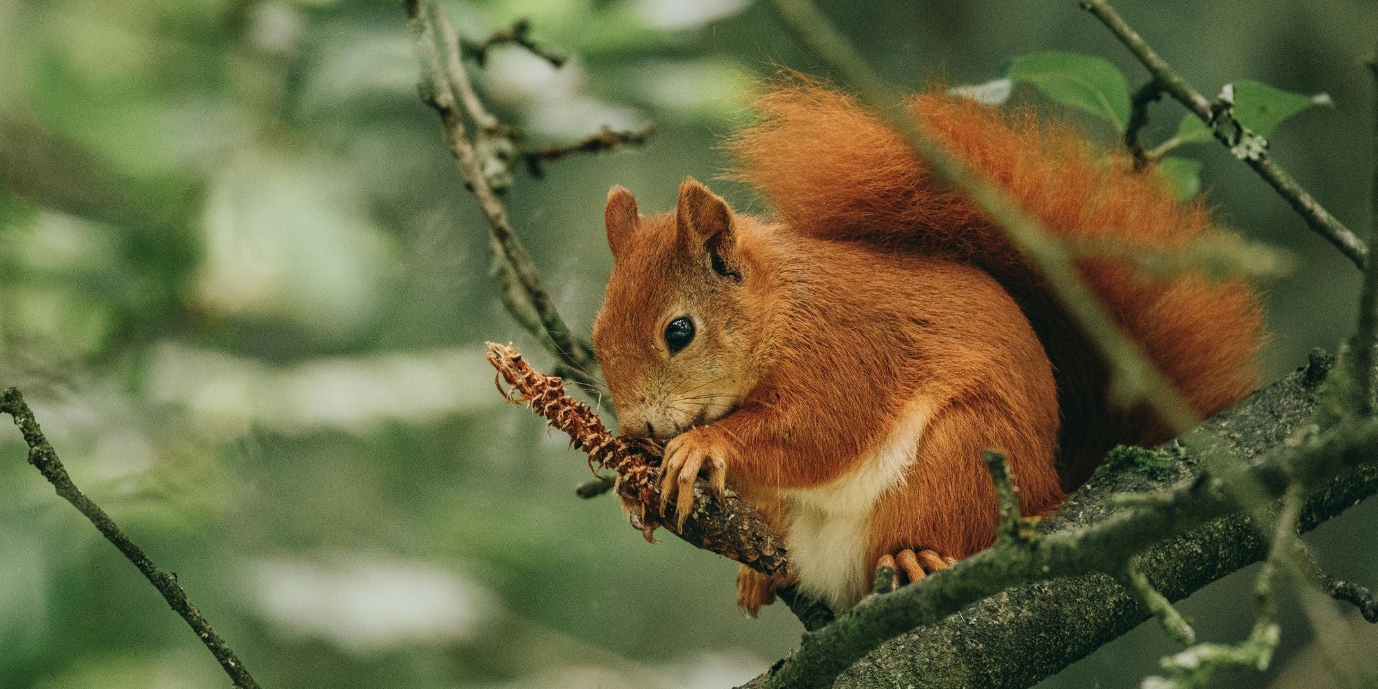 Spirituele betekenis van het krachtdier: de Eekhoorn