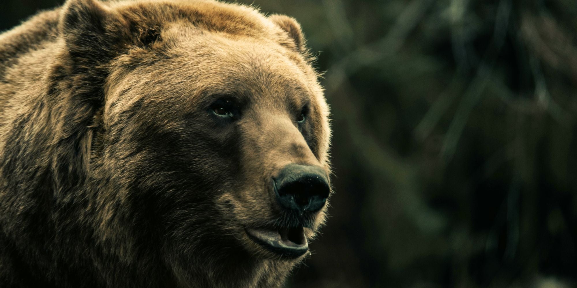 Spirituele betekenis van het krachtdier: de Beer