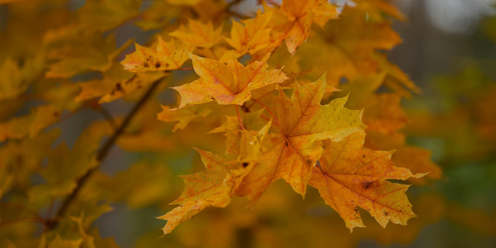 Energie van de maand: November 2025