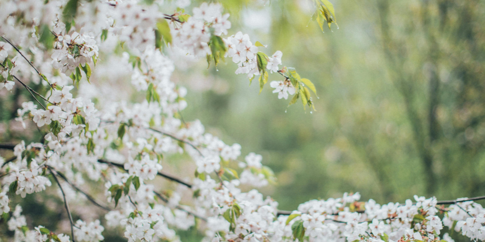 Nieuwe Maan op 19 maart 2026