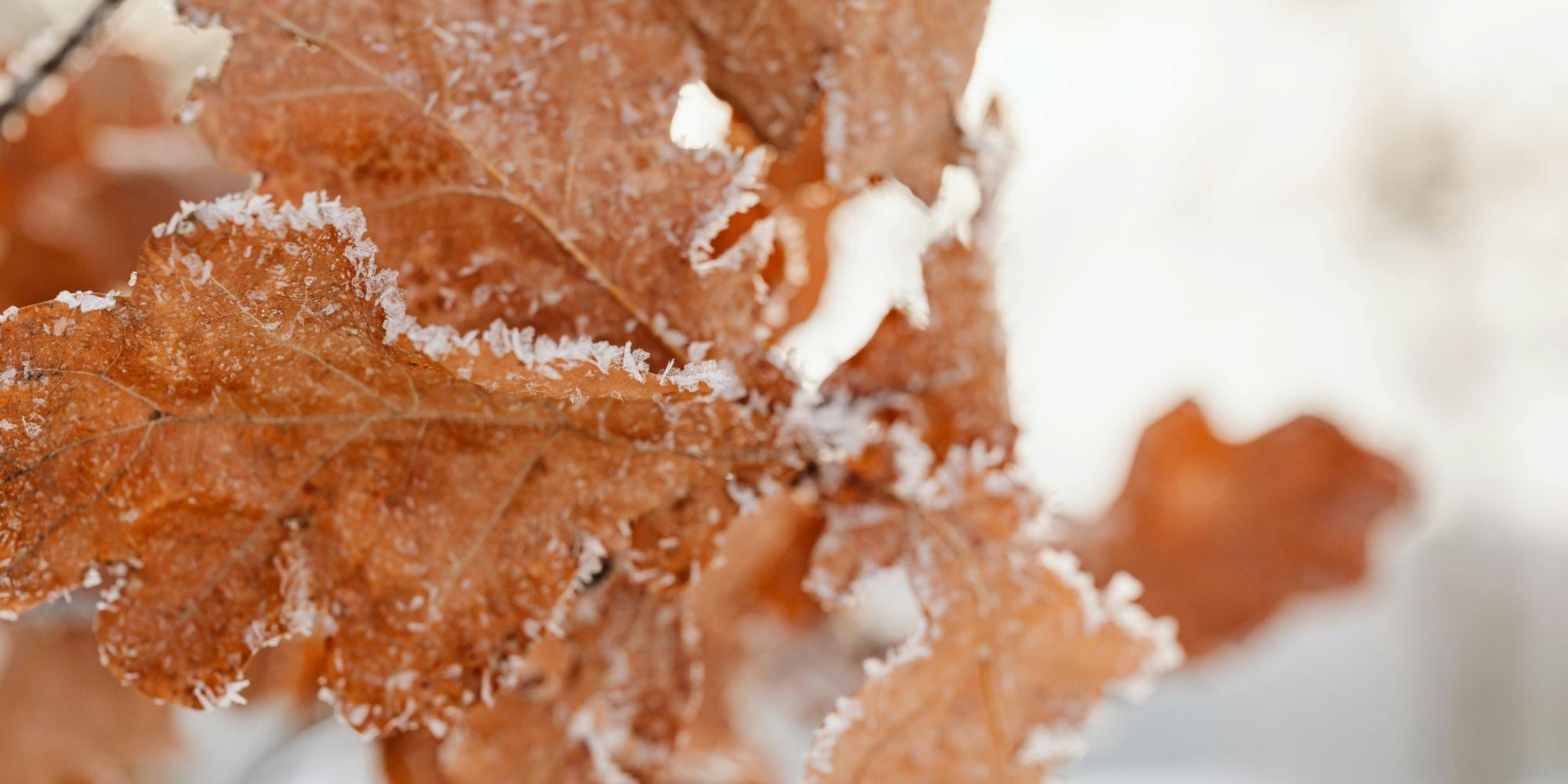 Energie van de maand: December 2025