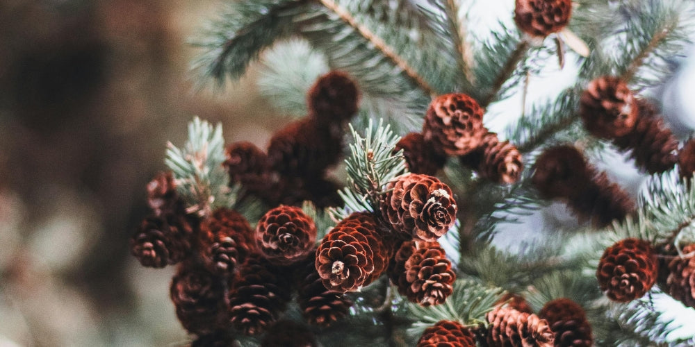 Energie van de maand: januari 2026