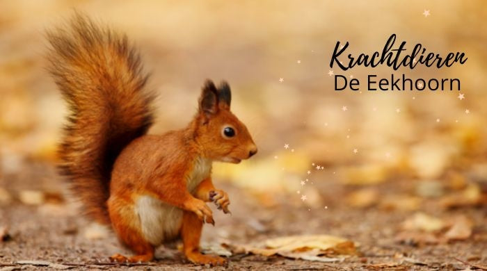 Krachtdieren: de Eekhoorn