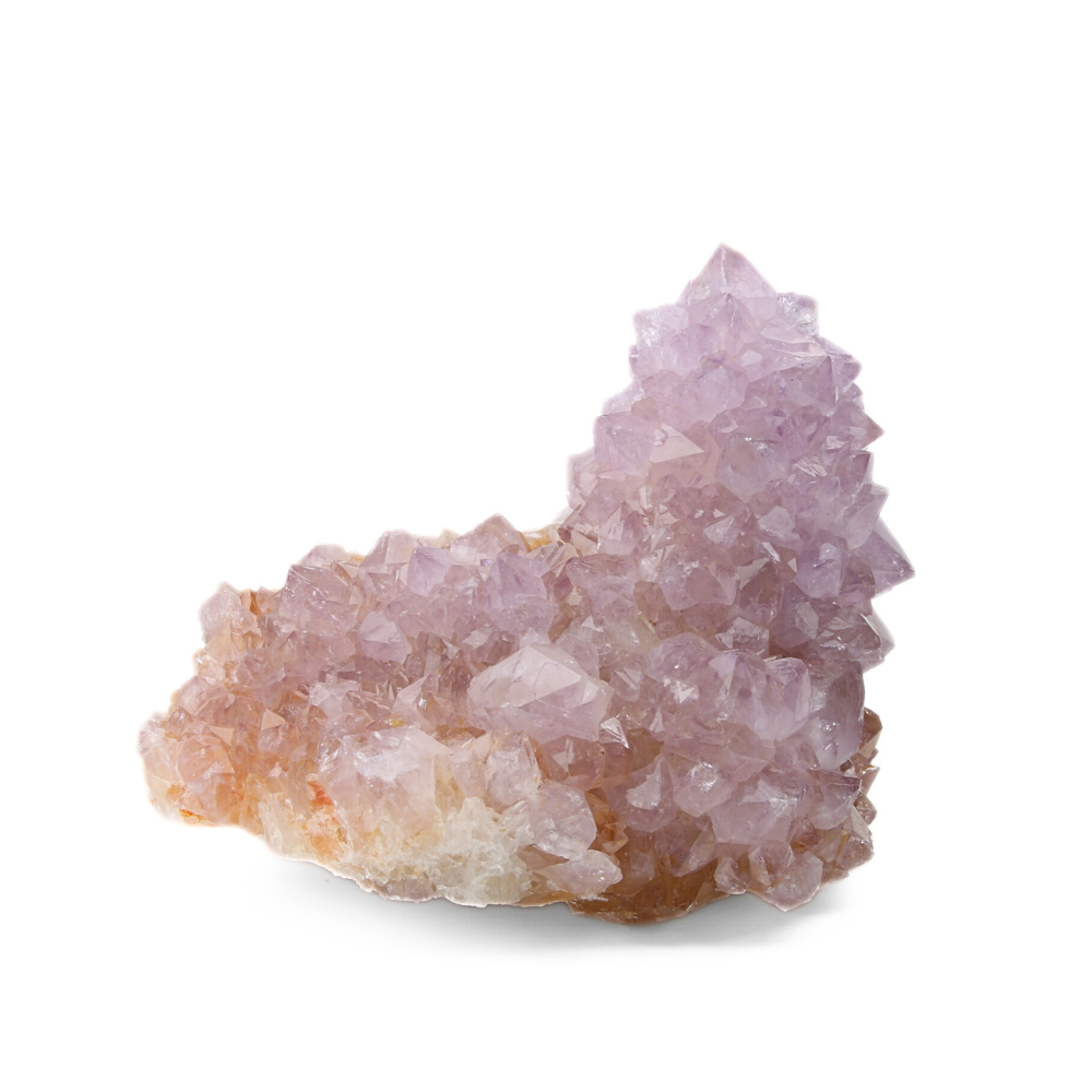 Cactuskwarts ruw - 10