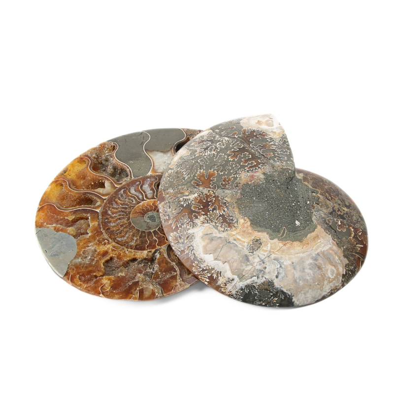 Set Ammoniet gepolijst - 1