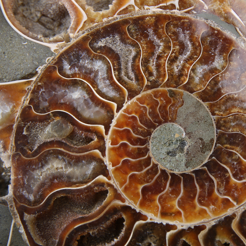 Set Ammoniet gepolijst - 1