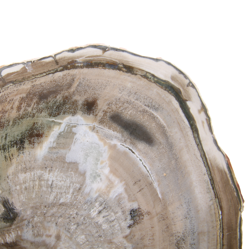 Versteend Hout Schijf - 12