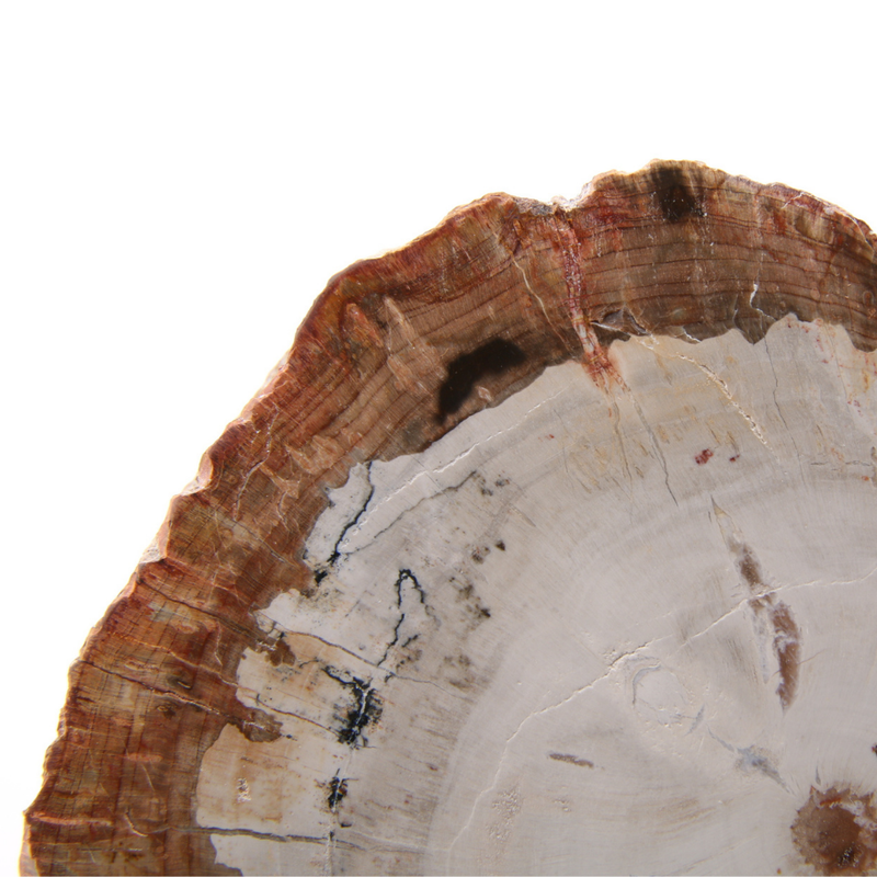 Versteend Hout Schijf - 7