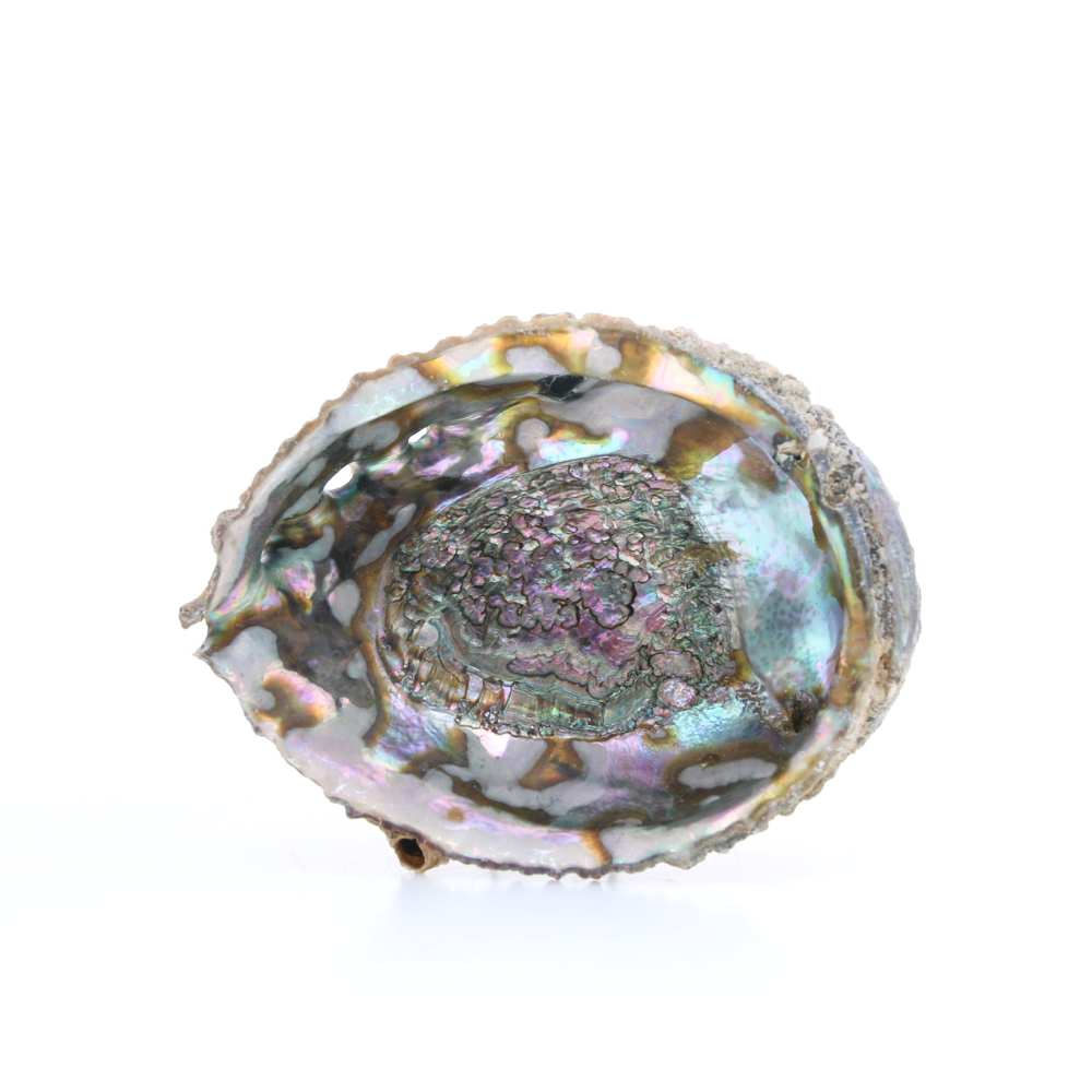 Smudge abalone schelp 12 cm ruw