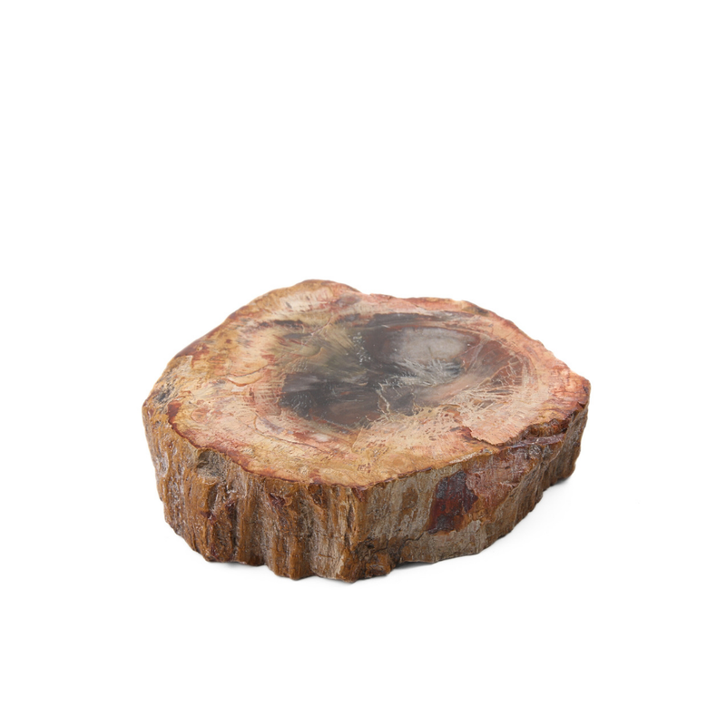 Versteend Hout Schijf  - 3