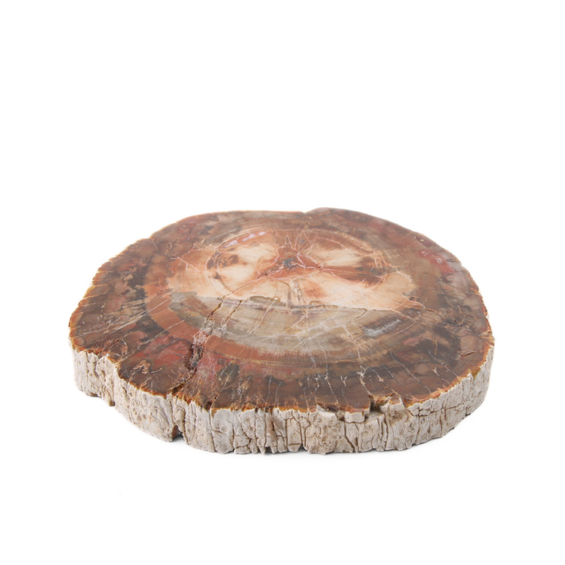 Versteend Hout Schijf - 8