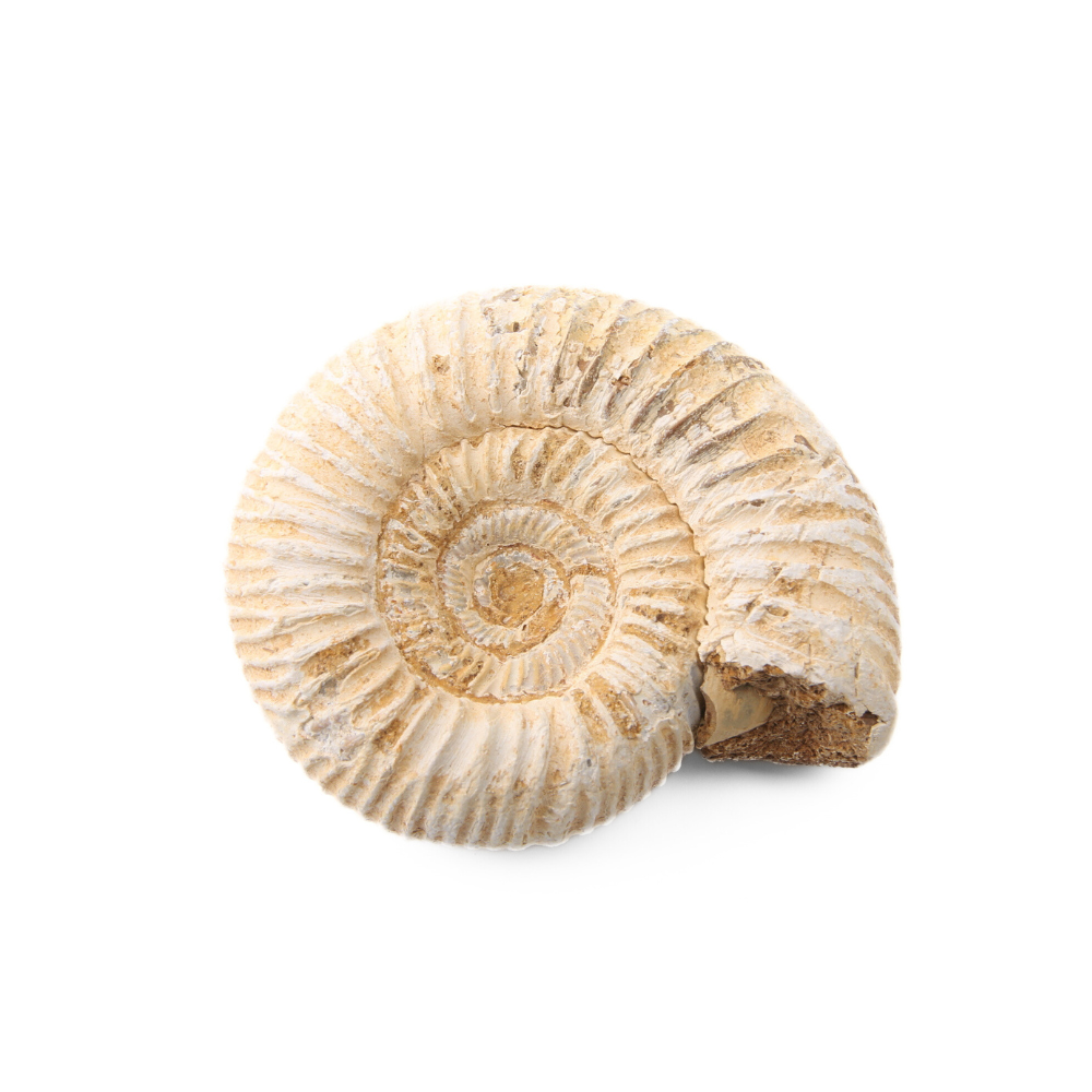 Ammoniet Fossiel Handsteen