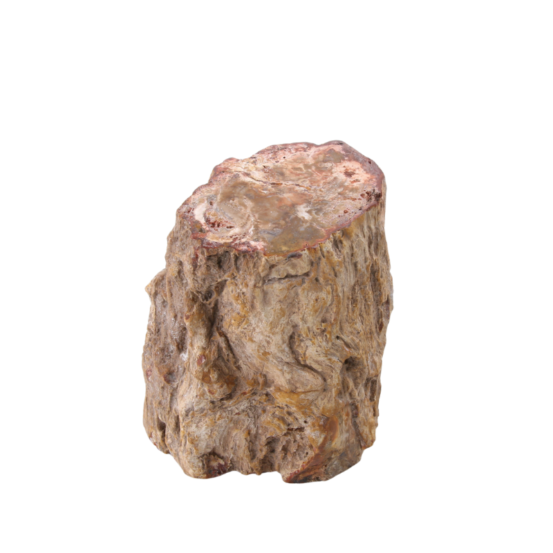 Versteend Hout Stuk - 10