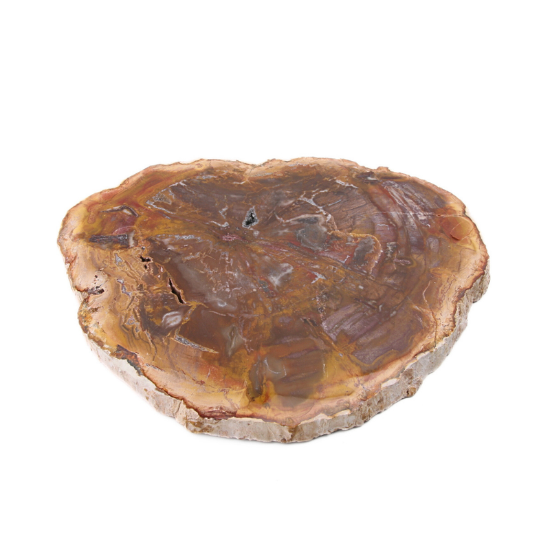 Versteend Hout Schijf - 13