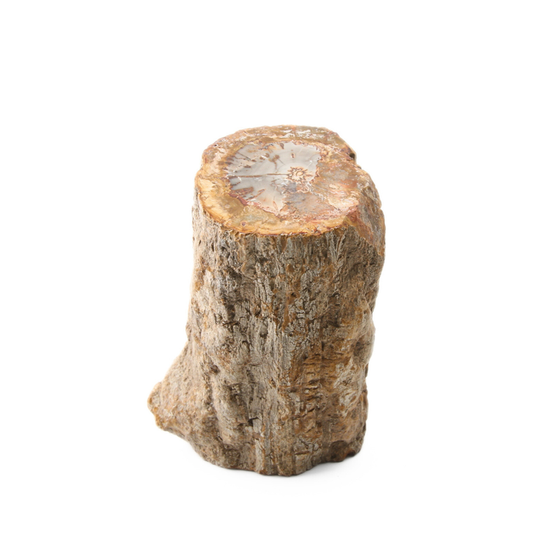 Versteend Hout Stuk - 1