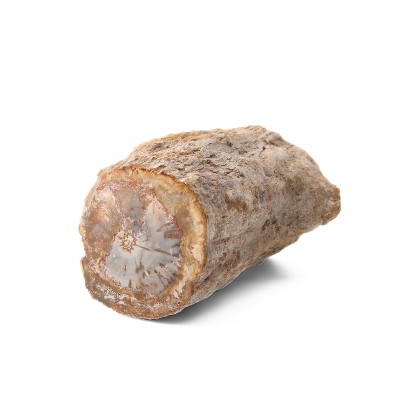 Versteend Hout Stuk - 1