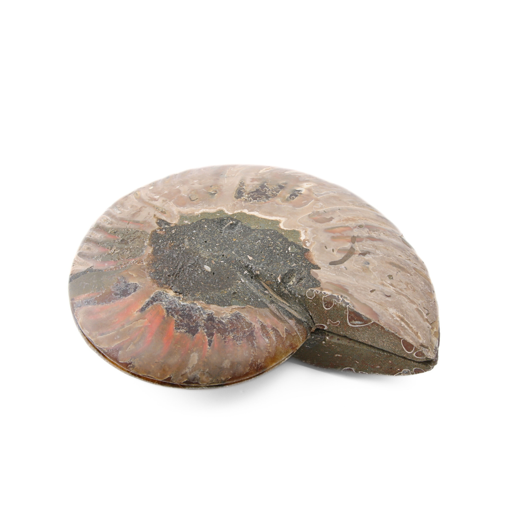 Set Ammoniet gepolijst - 2