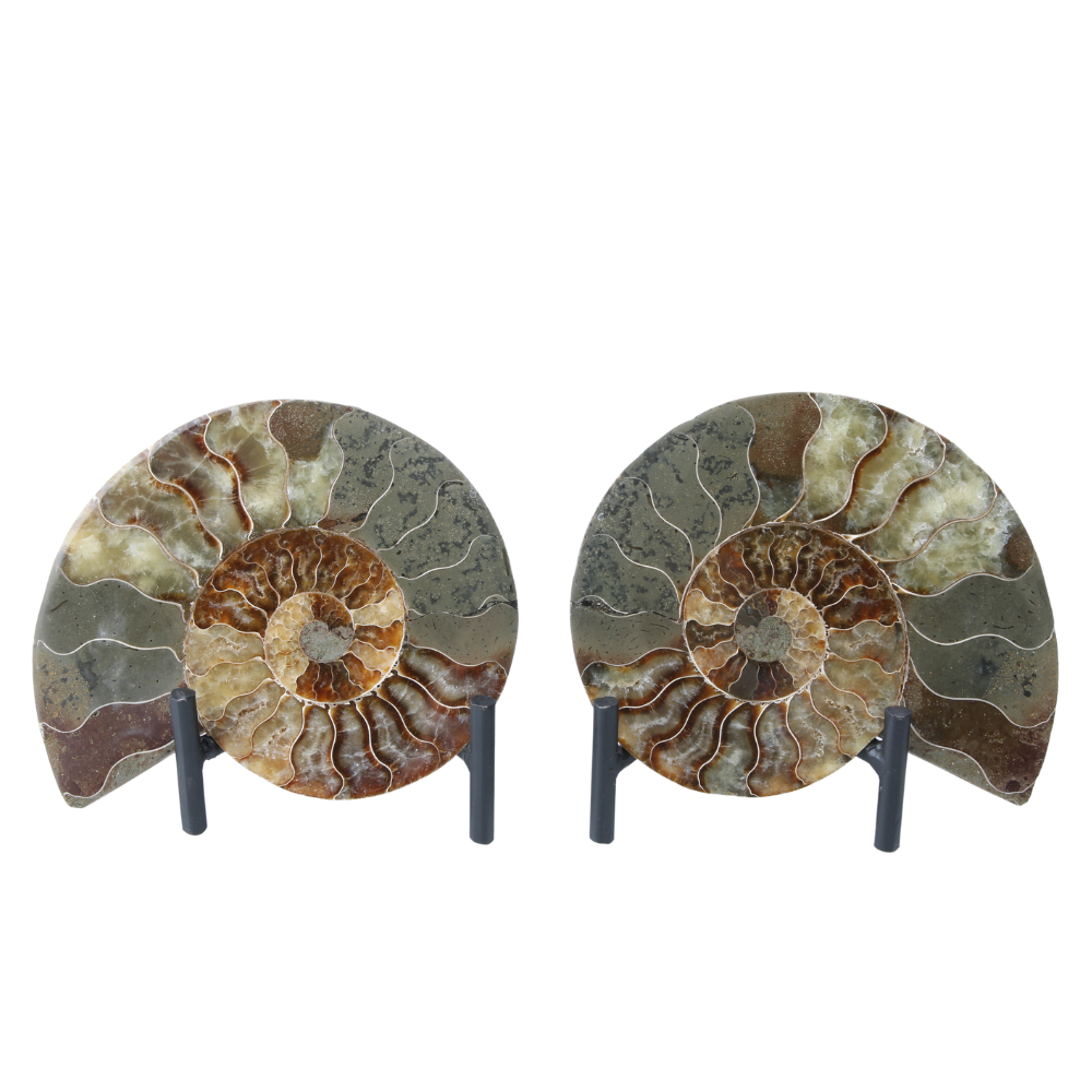 Set Ammoniet gepolijst - 2