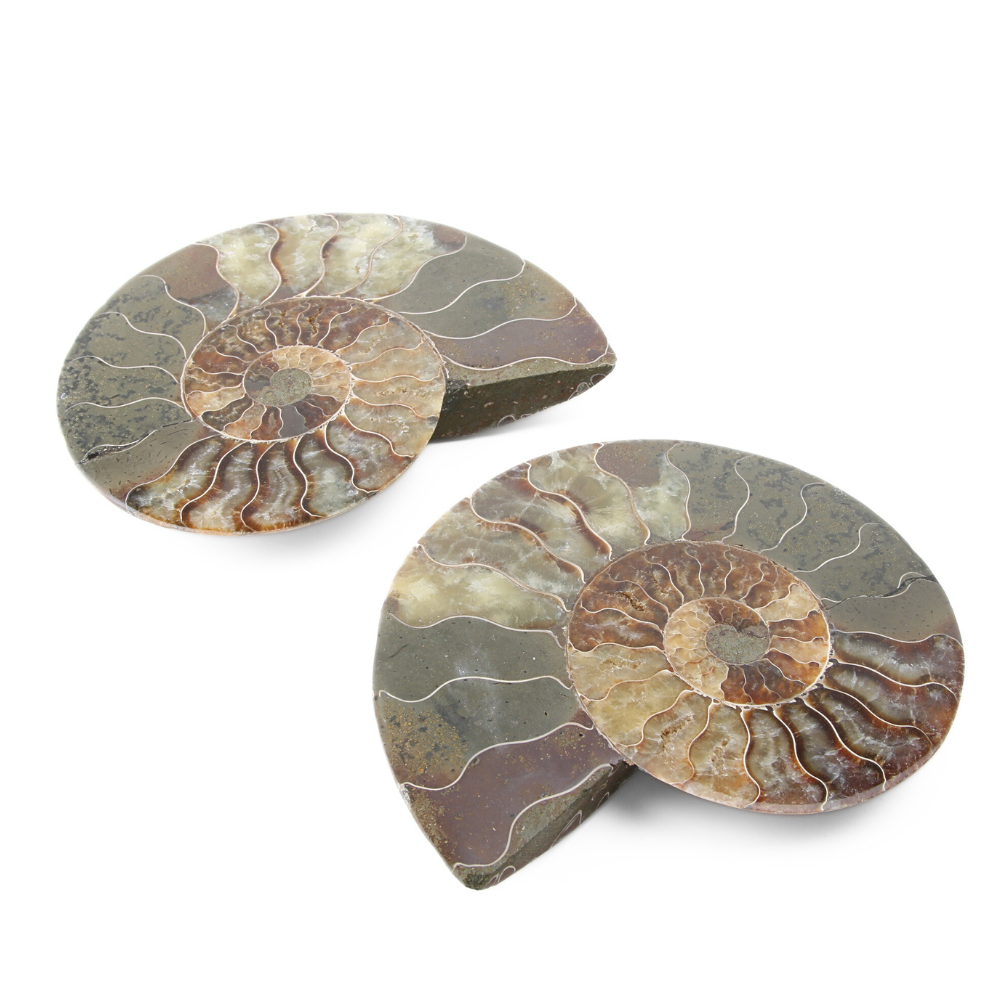 Set Ammoniet gepolijst - 2