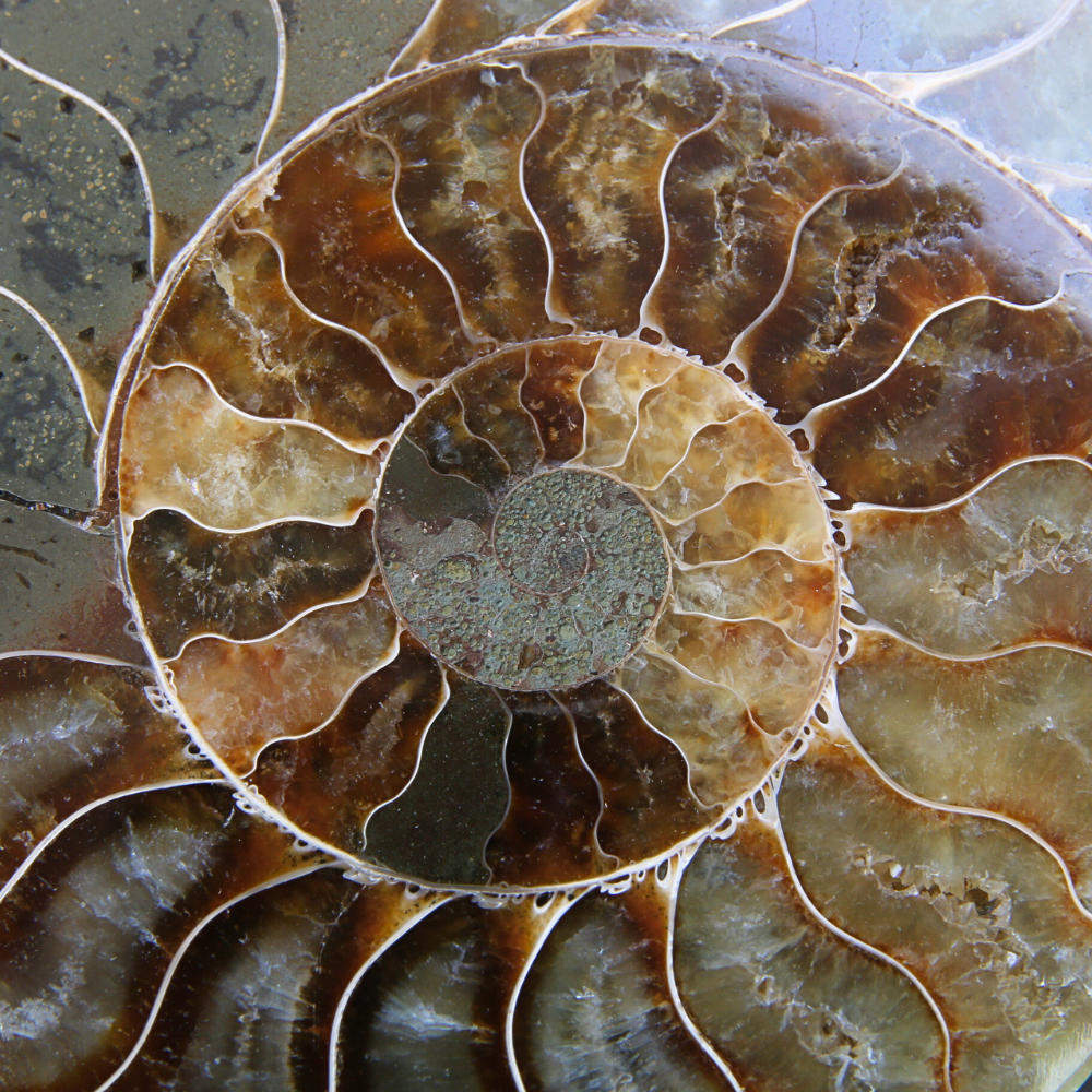 Set Ammoniet gepolijst - 2