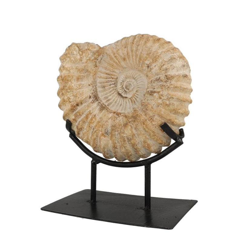 Ammoniet Fossiel op standaard