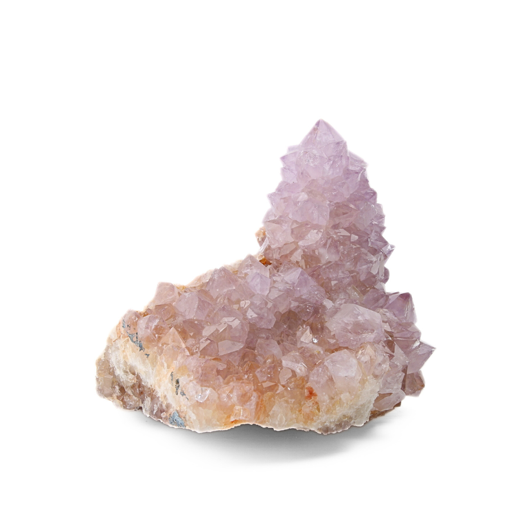 Cactuskwarts ruw - 10