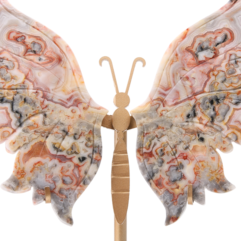 Vlinder Crazy Lace Agaat (Marokko) op standaard