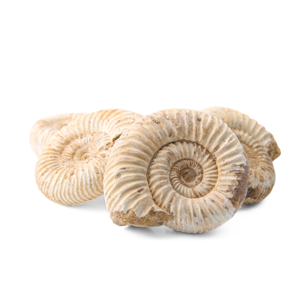 Ammoniet Fossiel Handsteen