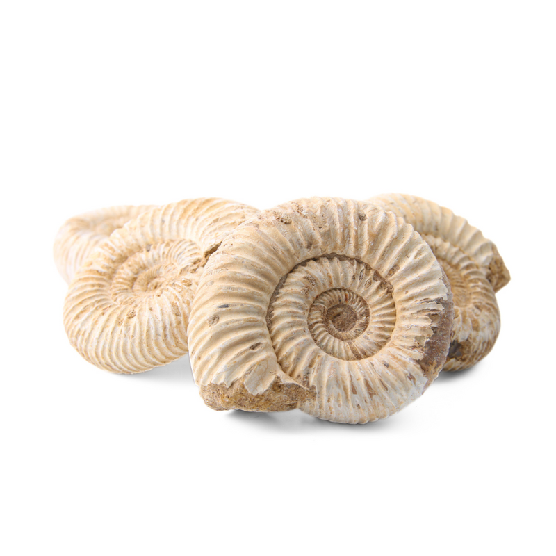 Ammoniet Fossiel Handsteen