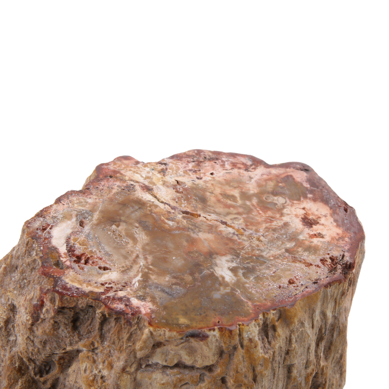 Versteend Hout Stuk - 10