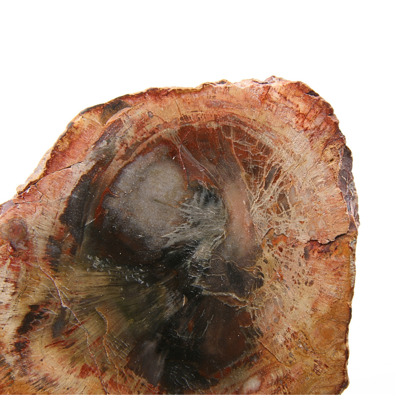 Versteend Hout Schijf  - 3