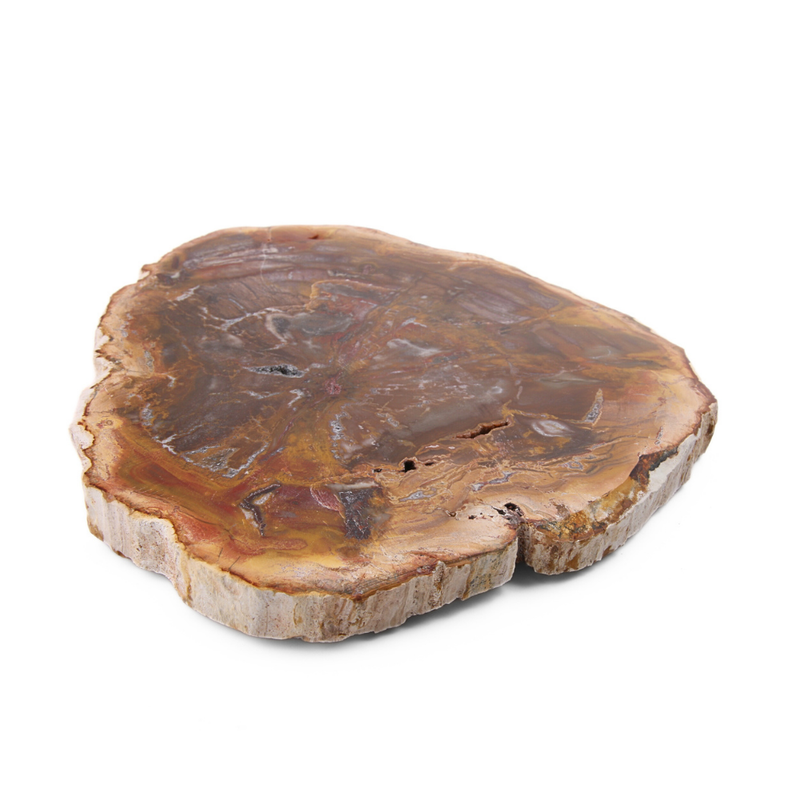 Versteend Hout Schijf - 13