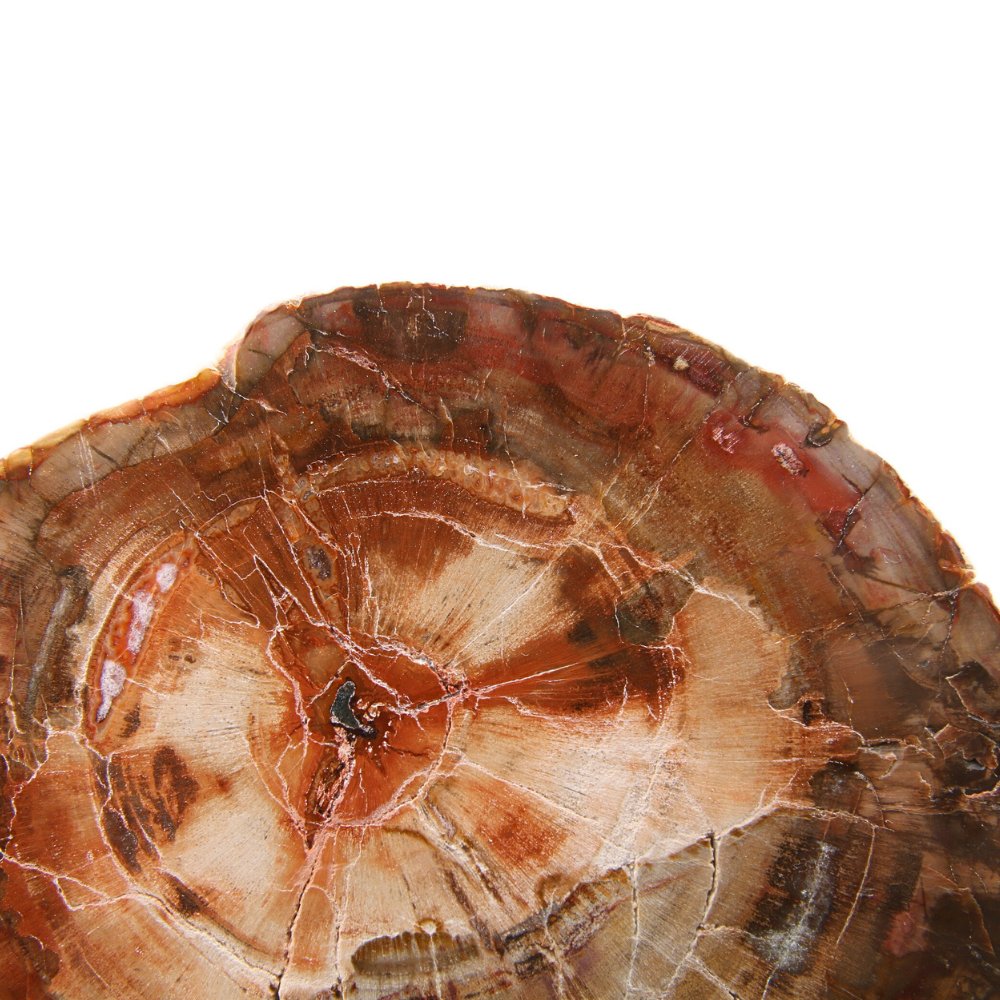 Versteend Hout Schijf - 8