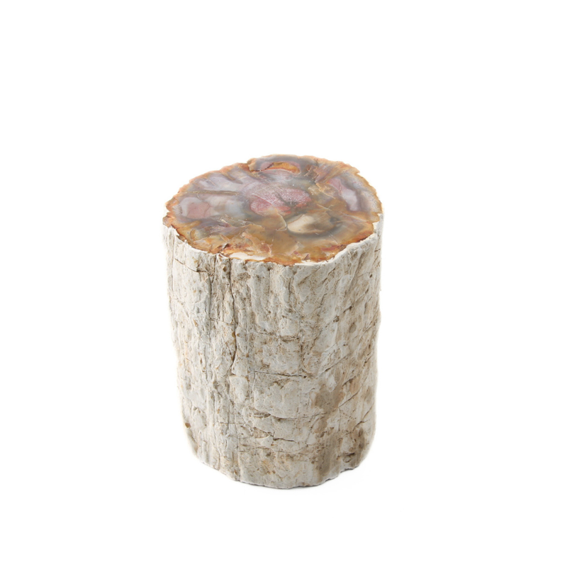 Versteend Hout Stuk - 2