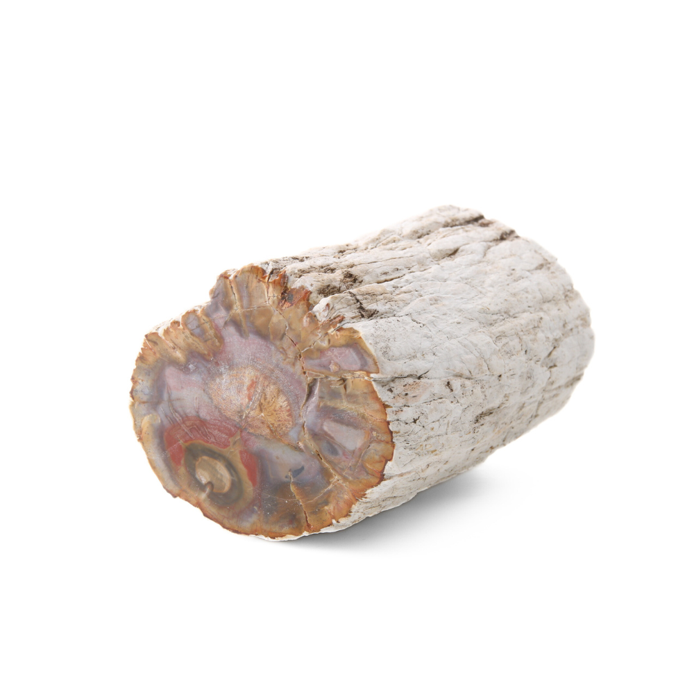 Versteend Hout Stuk - 2