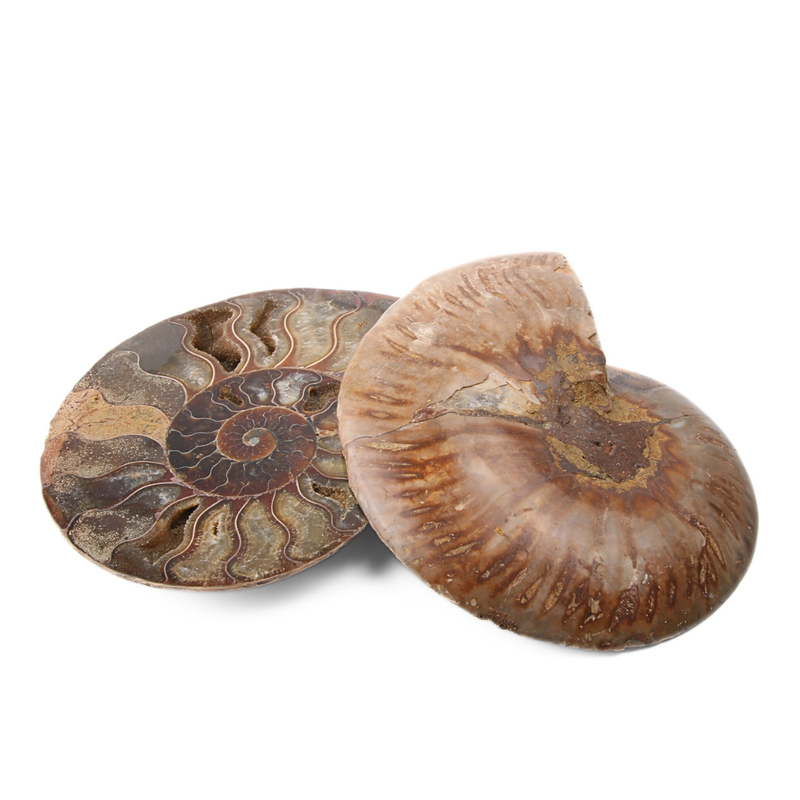 Set Ammoniet gepolijst - 3