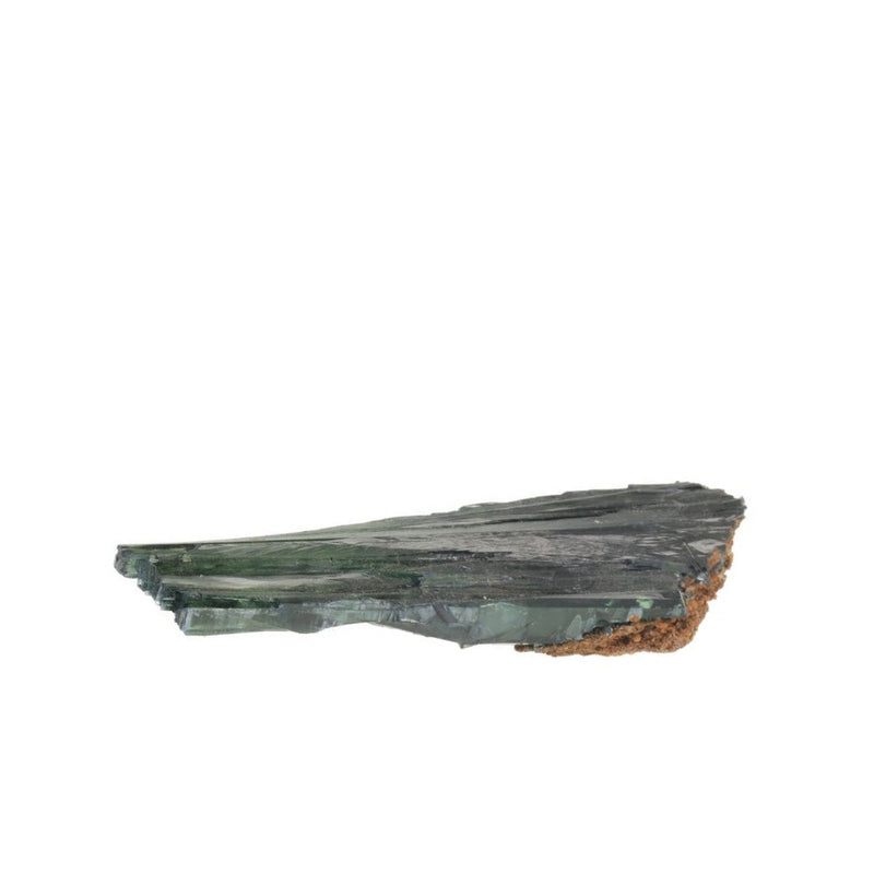 Vivianiet ruw – 3