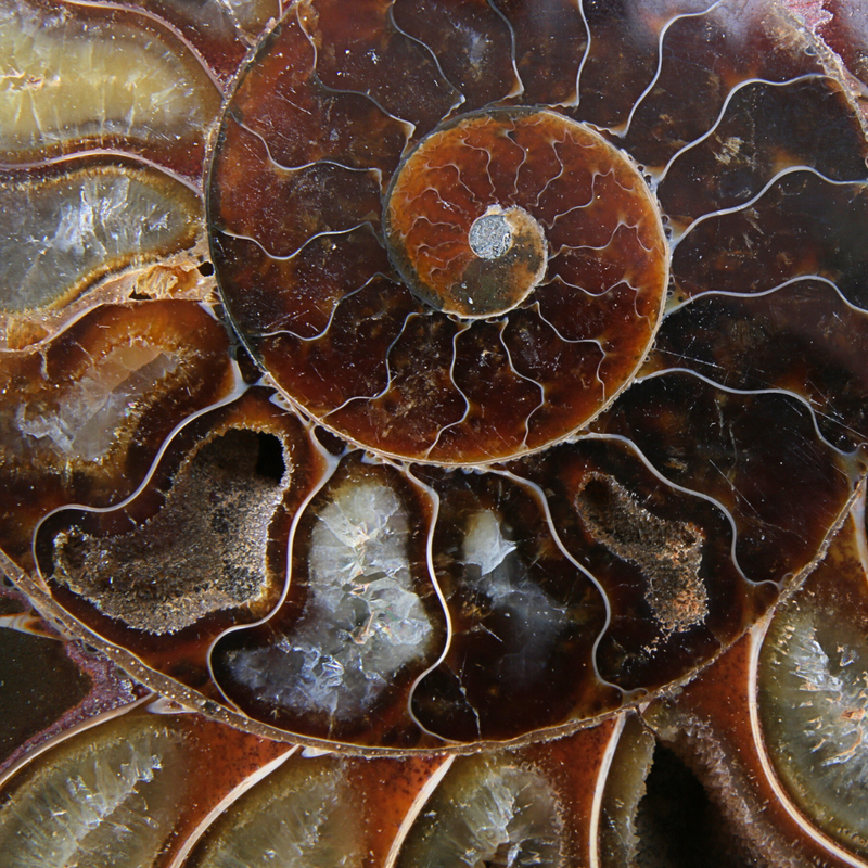 Set Ammoniet gepolijst - 3