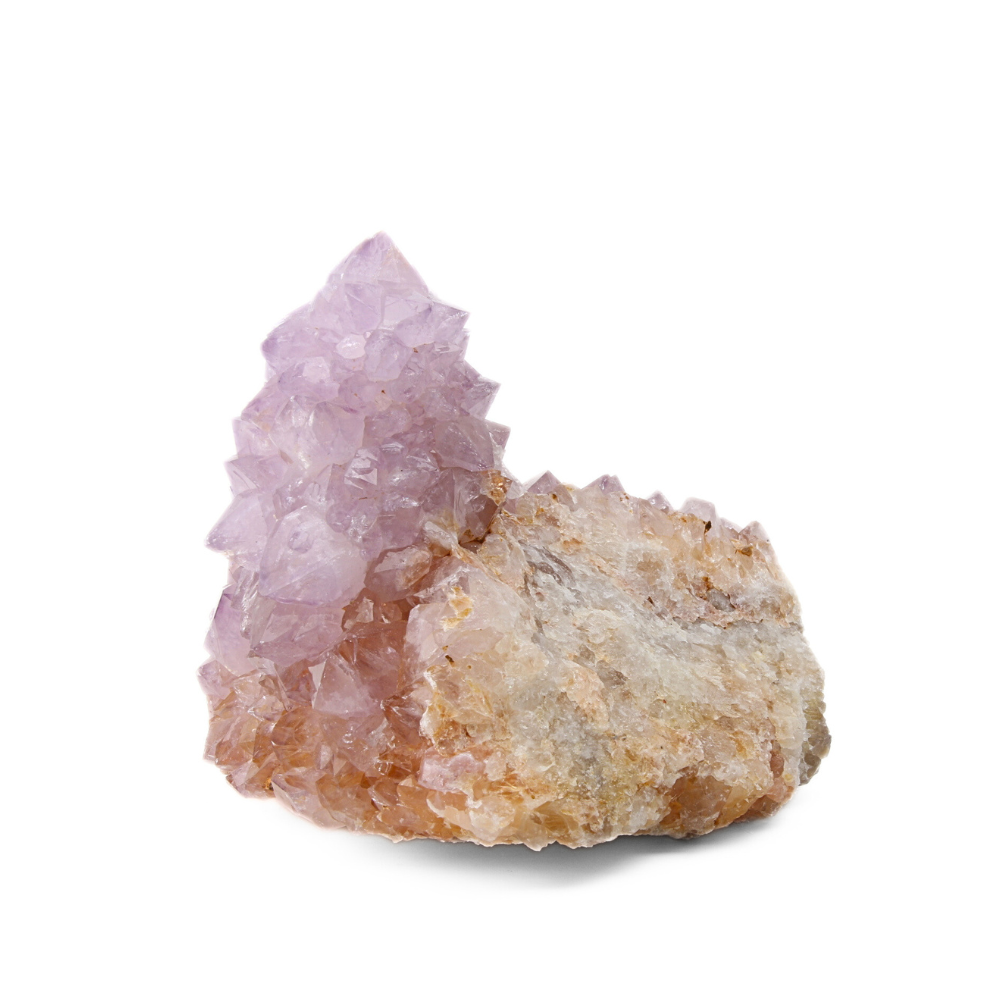 Cactuskwarts ruw - 10