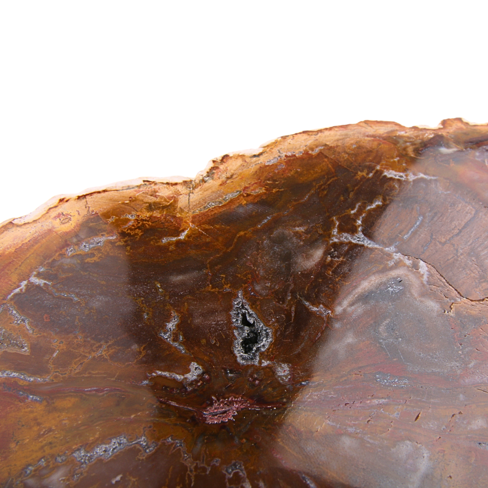 Versteend Hout Schijf - 13
