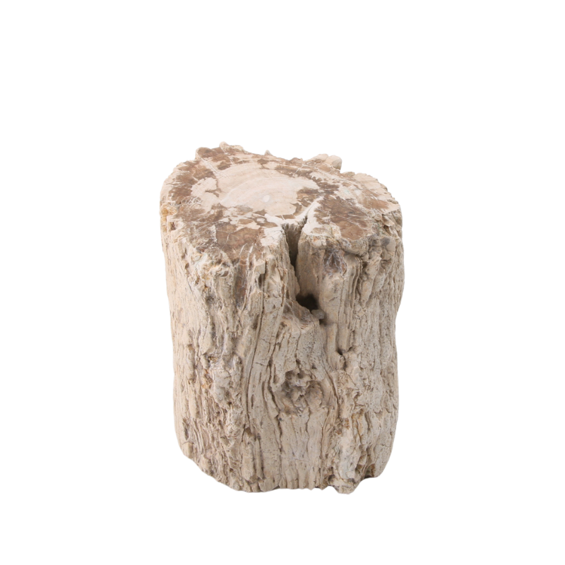 Versteend Hout Stuk - 11