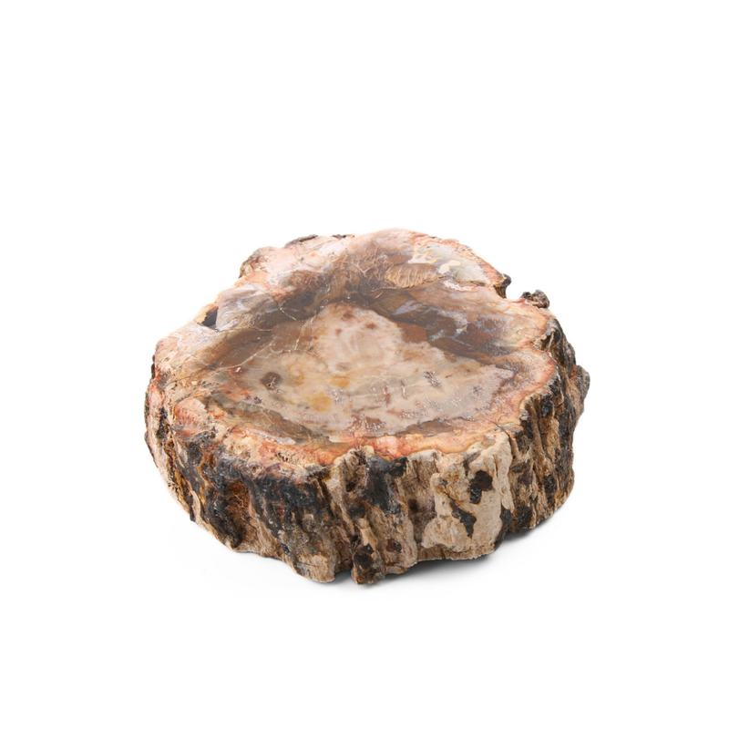 Versteend Hout Schijf - 4