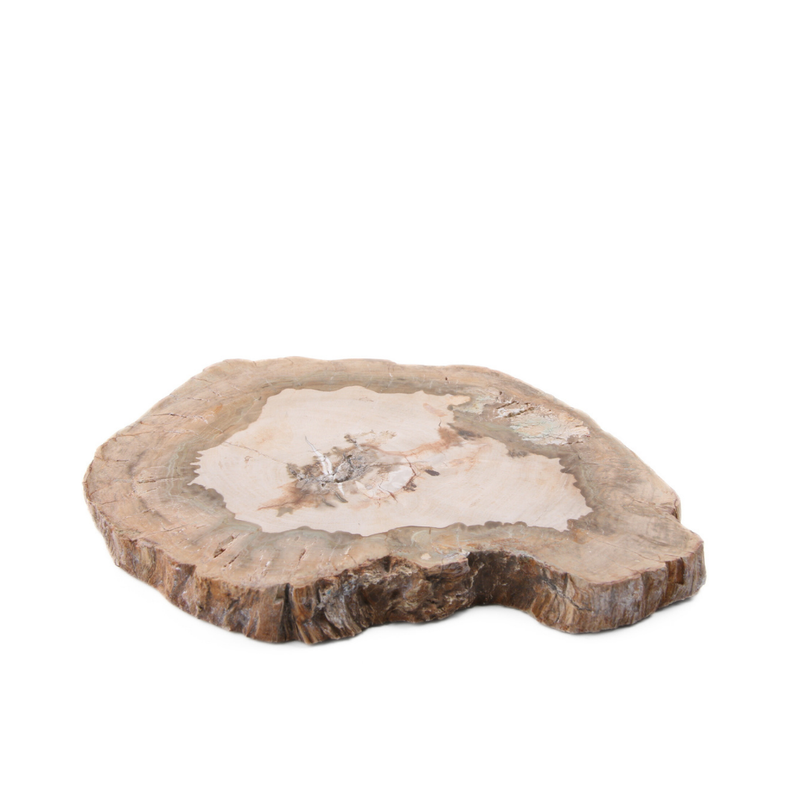 Versteend Hout Schijf - 9