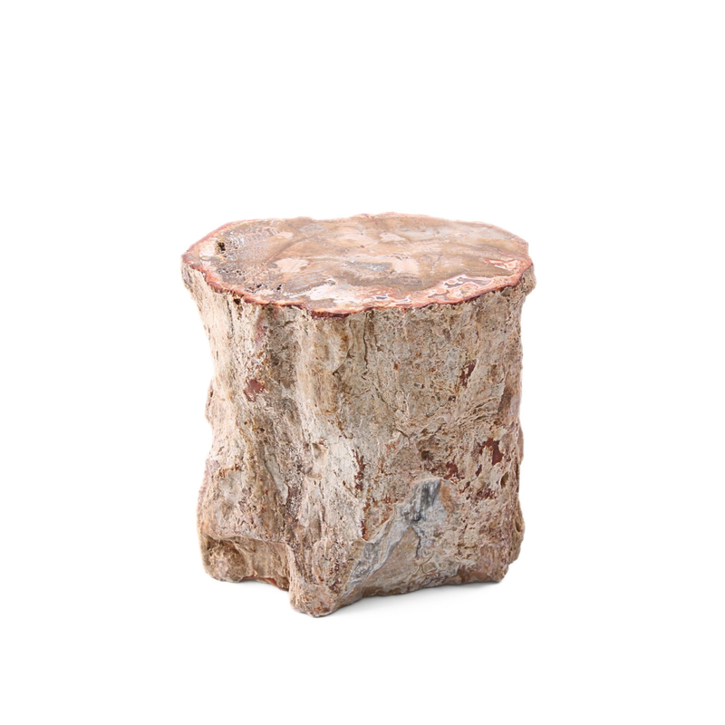 Versteend Hout Stuk - 3