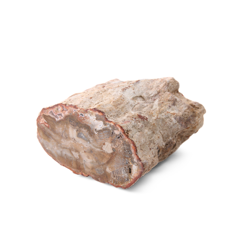 Versteend Hout Stuk - 3