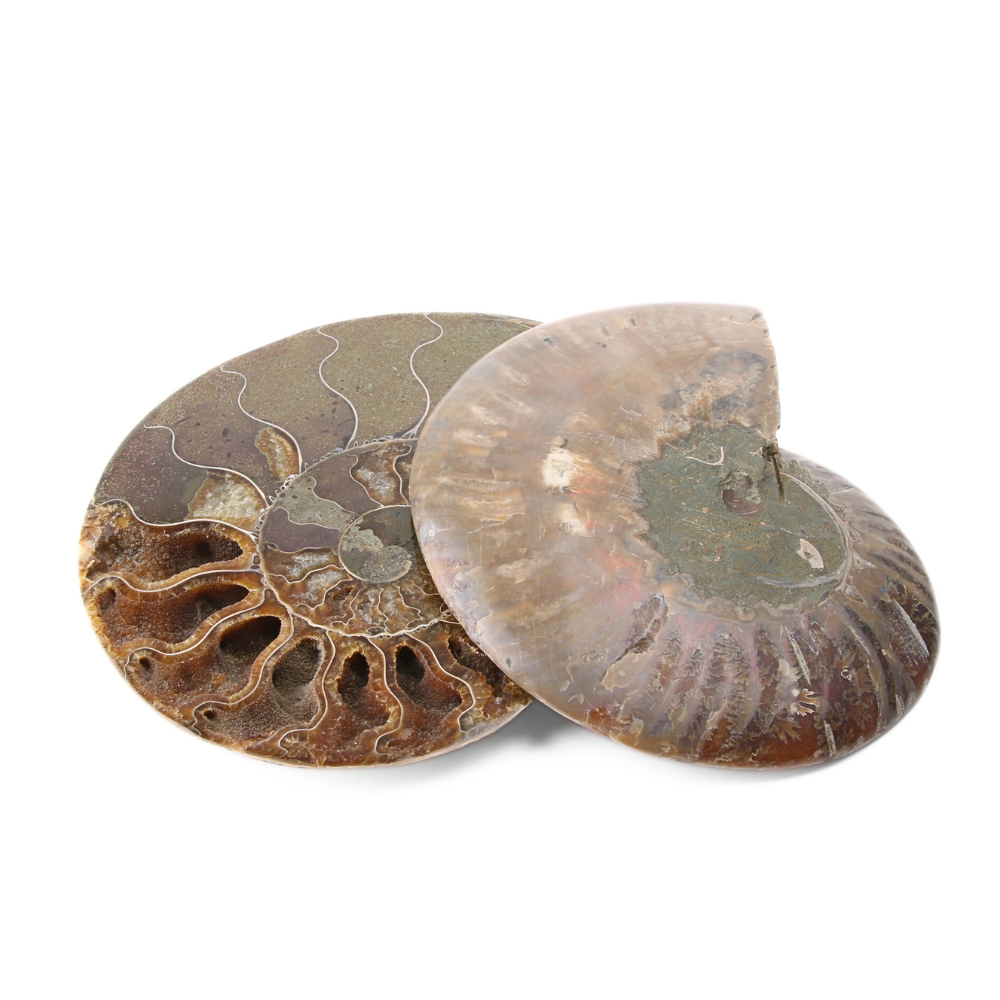 Set Ammoniet gepolijst - 4