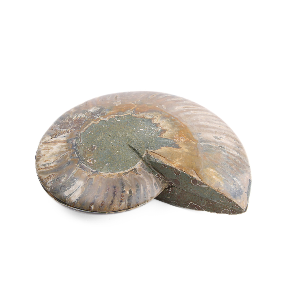 Set Ammoniet gepolijst - 4