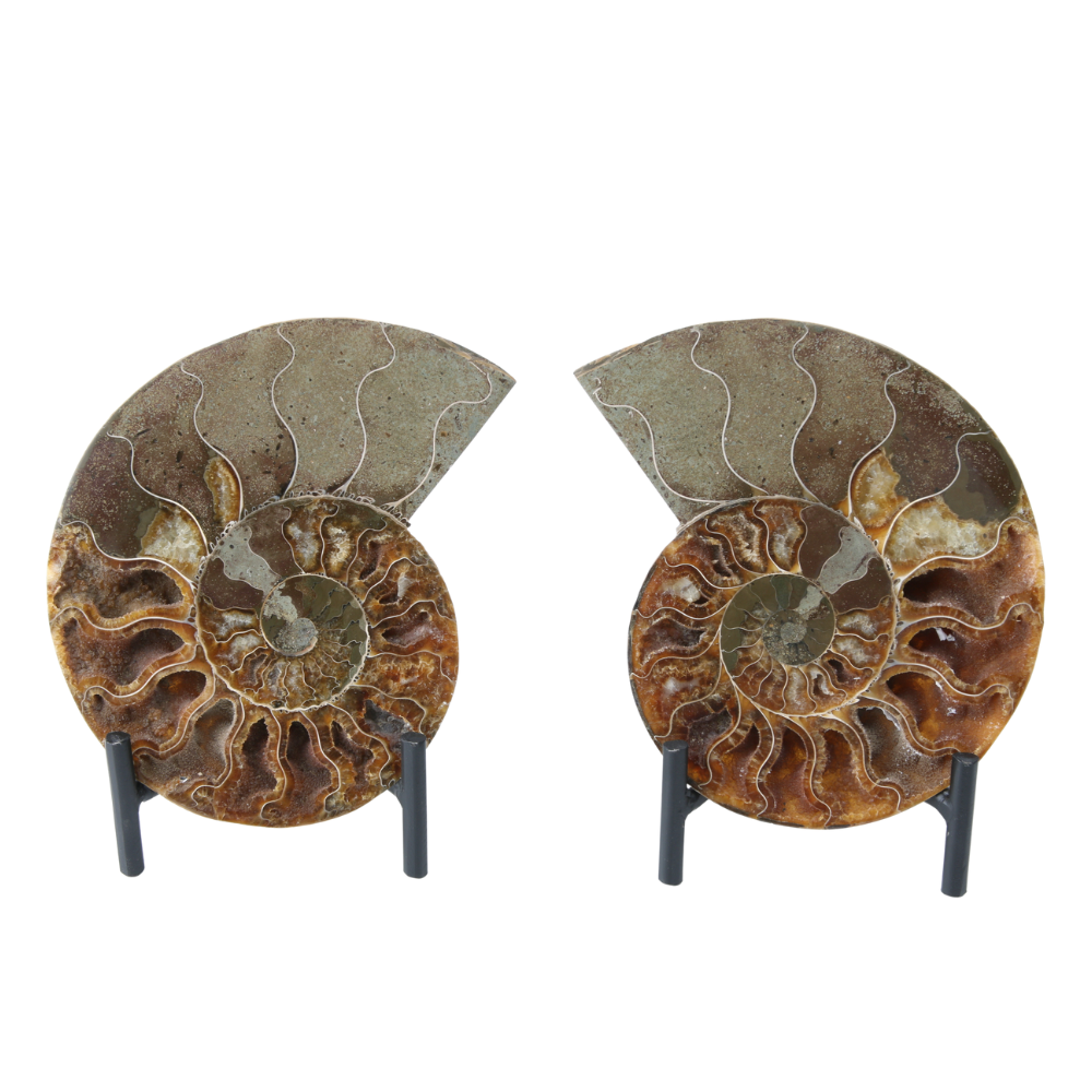 Set Ammoniet gepolijst - 4